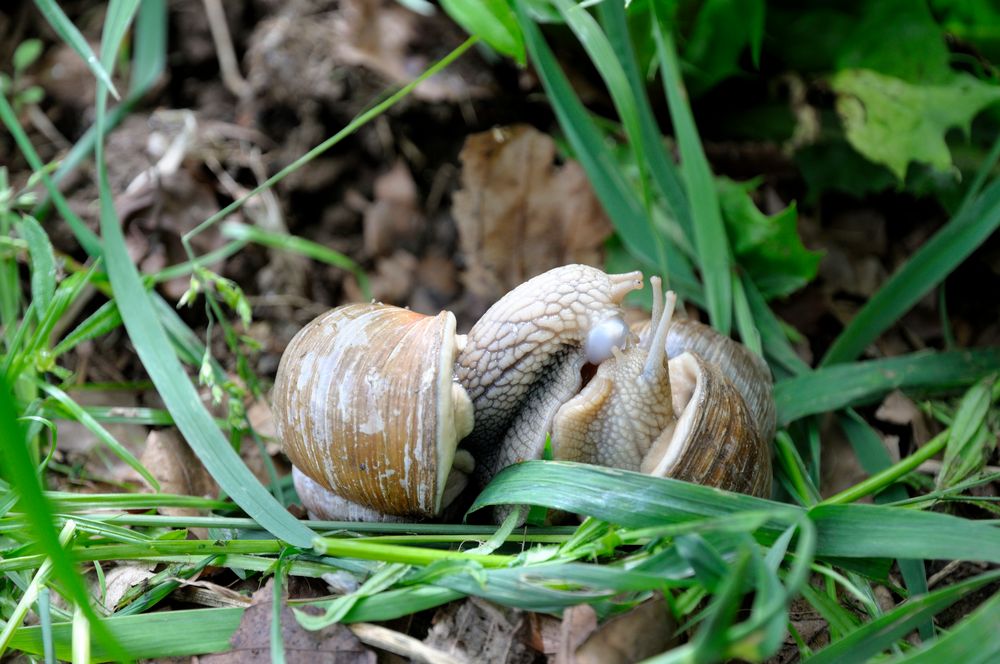 amtemraubende Leidenschaft