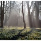 Amtsgarten im Morgenlicht...