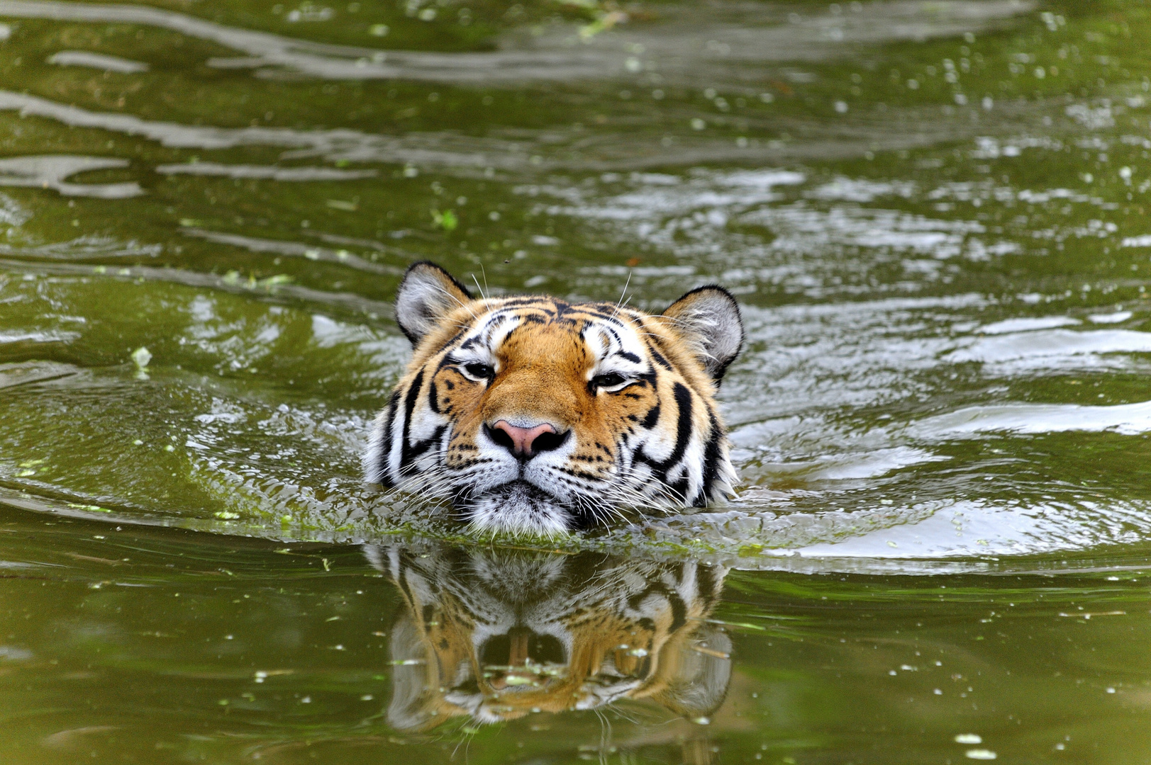 Amur Baywatch