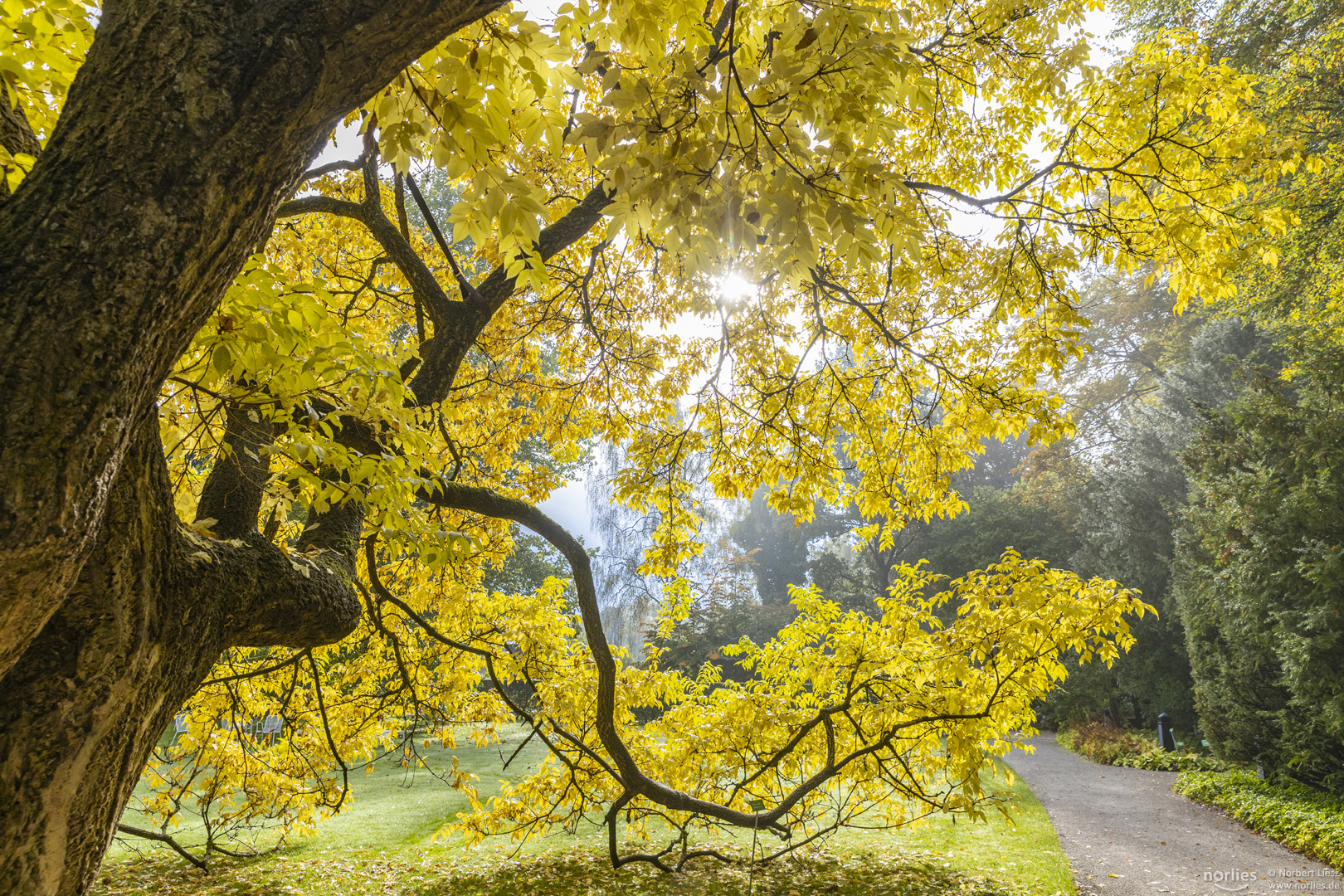 Amur-Korkbaum im Gegenlicht