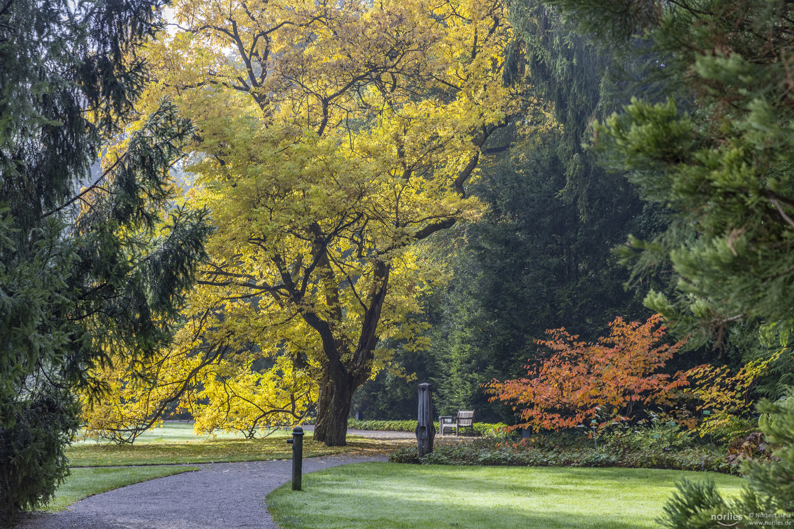 Amur-Korkbaum im Herbst