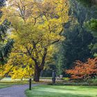 Amur-Korkbaum im Herbst