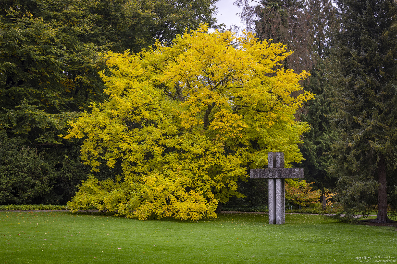 Amur Korkbaum mit Steinkreuz