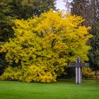 Amur Korkbaum mit Steinkreuz