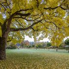 Amur Korkeiche im Herbst