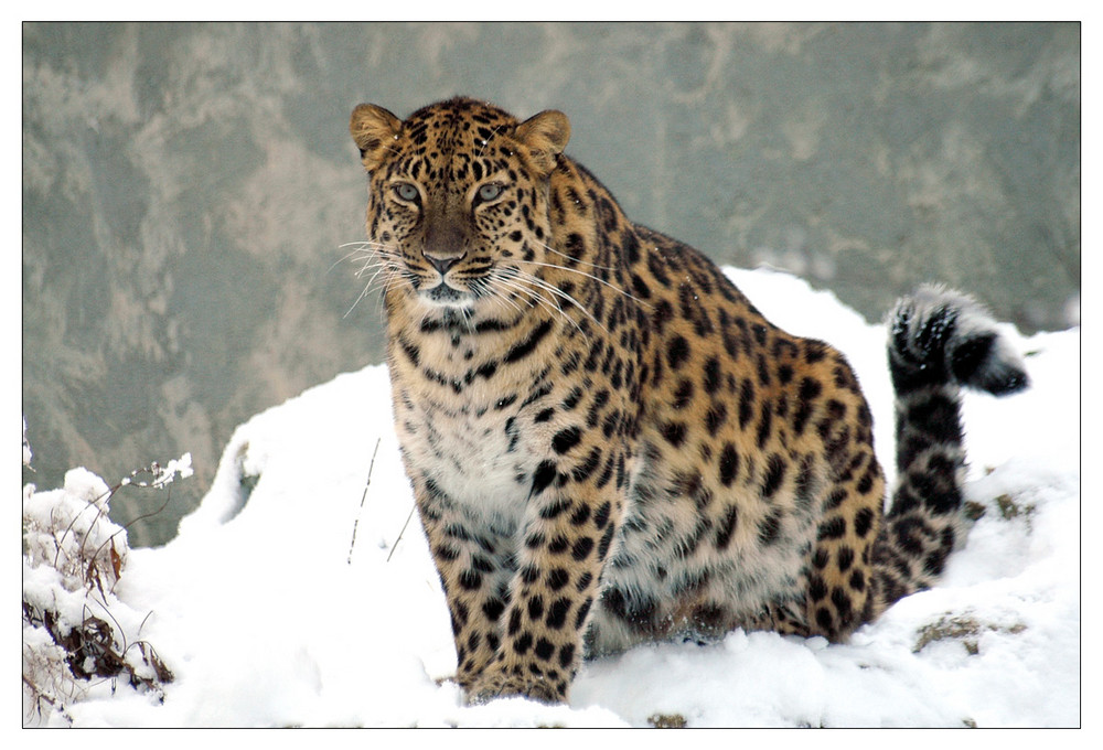 Amur Leo