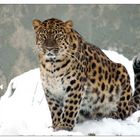 Amur Leo