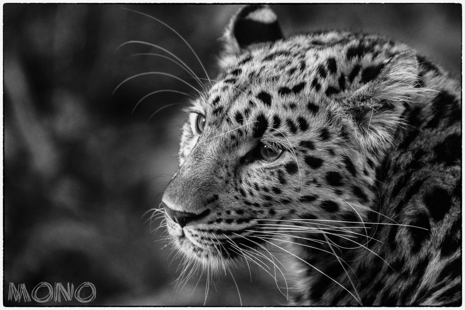 Amur-Leopard