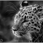 Amur-Leopard