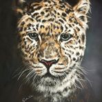 Amur Leopard