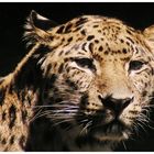 Amur-Leopard