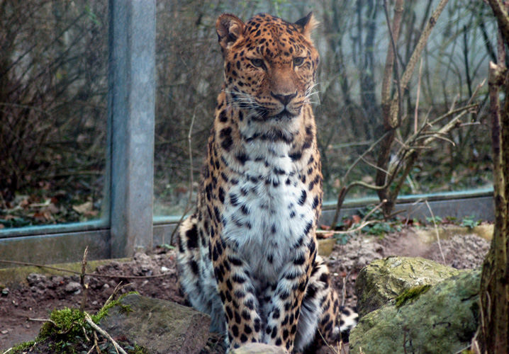 Amur Leopard.