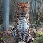 Amur Leopard.