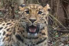 Amur-Leopard