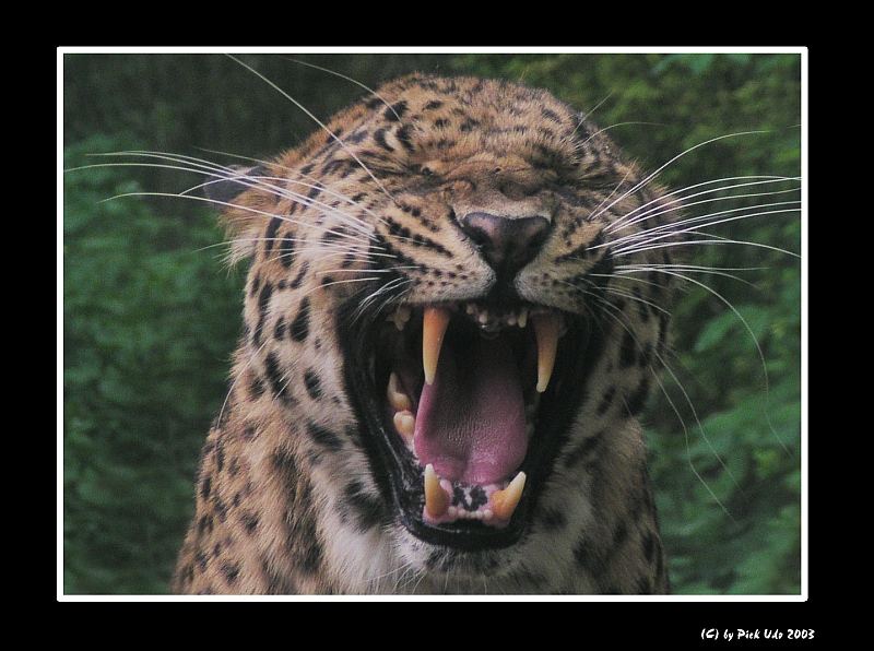 Amur-Leopard