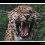 Amur-Leopard