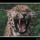 Amur-Leopard