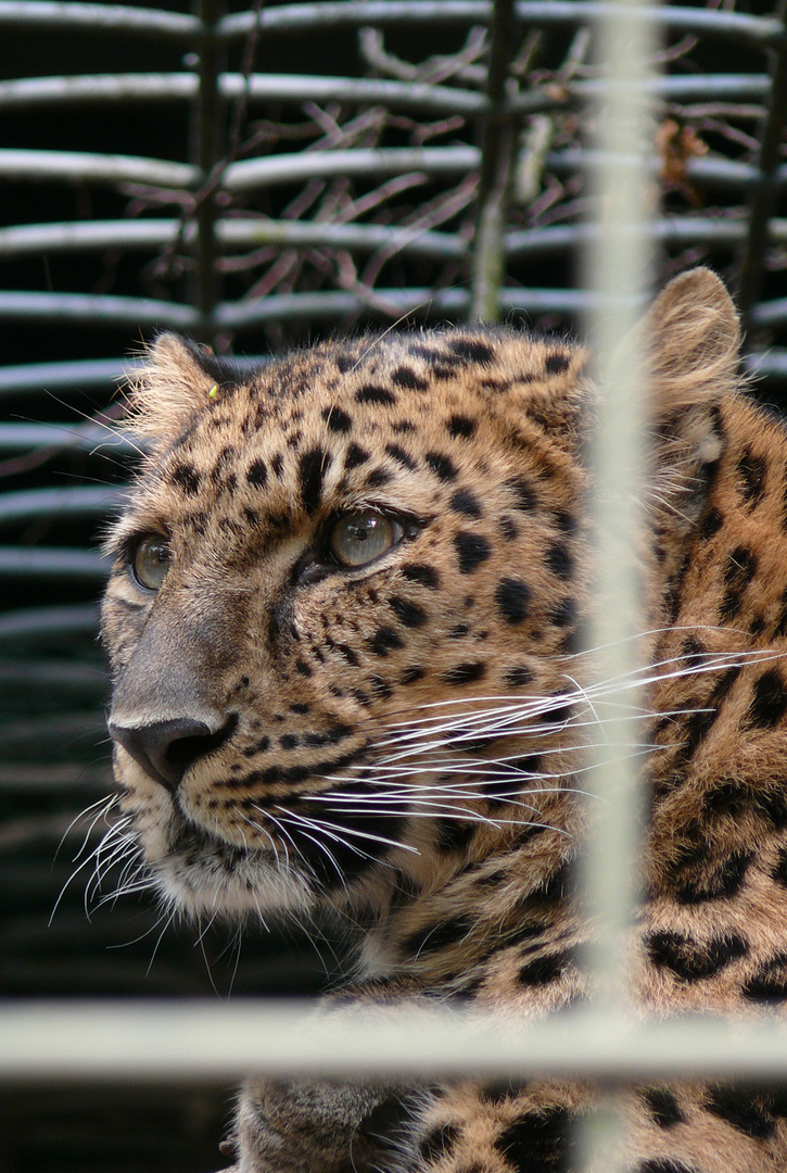 Amur-Leopard