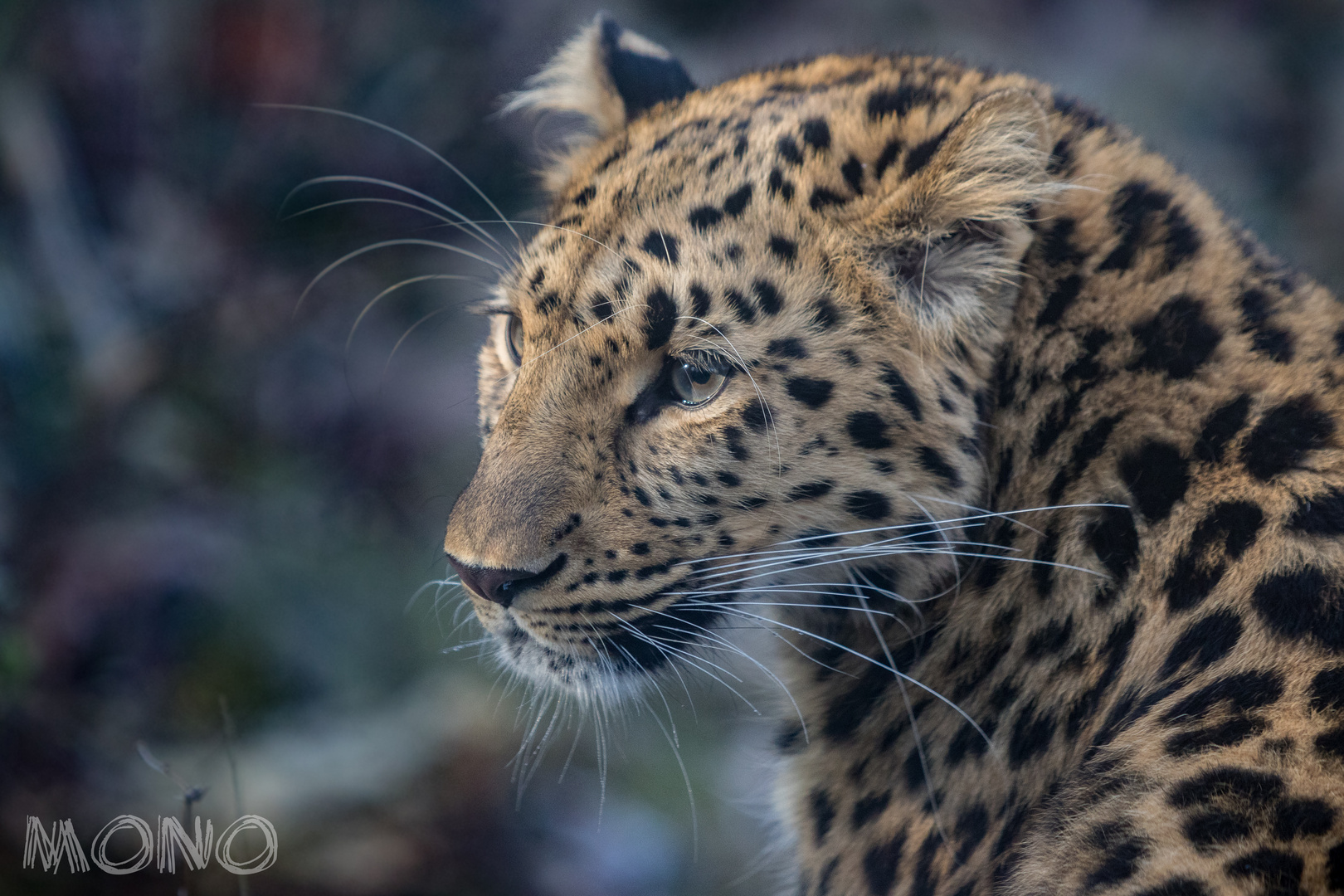 Amur-Leopard