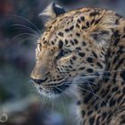 Amur-Leopard