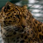 Amur-Leopard