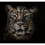 Amur Leopard