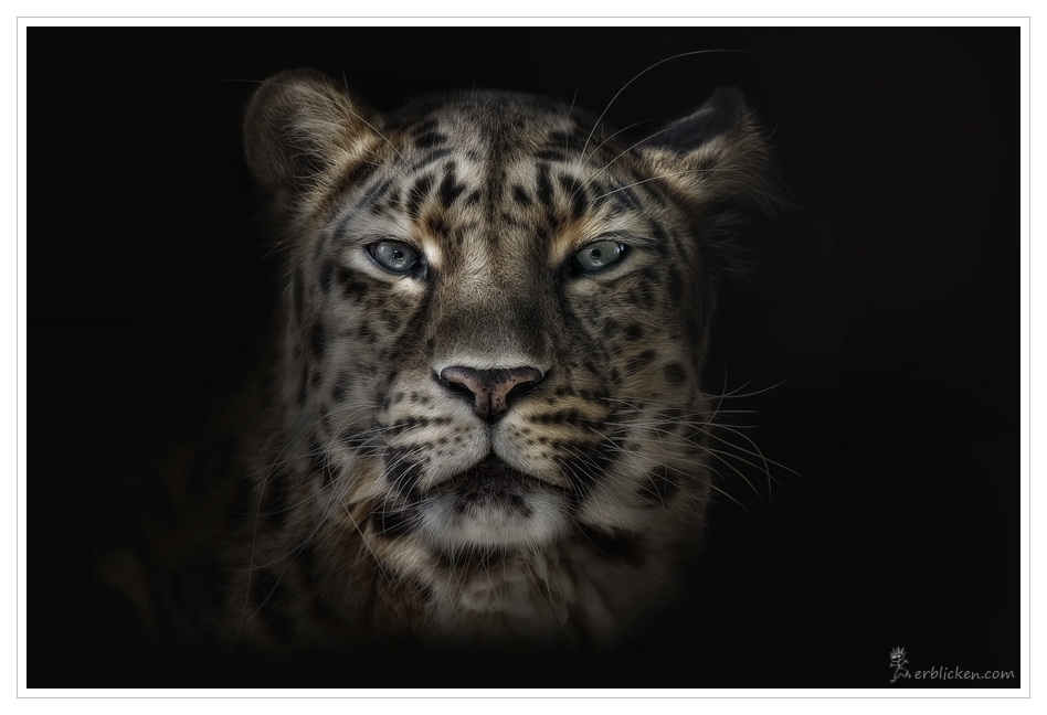 Amur Leopard