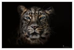 Amur Leopard