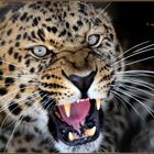 Amur Leopard...