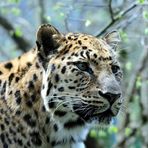 Amur-Leopard