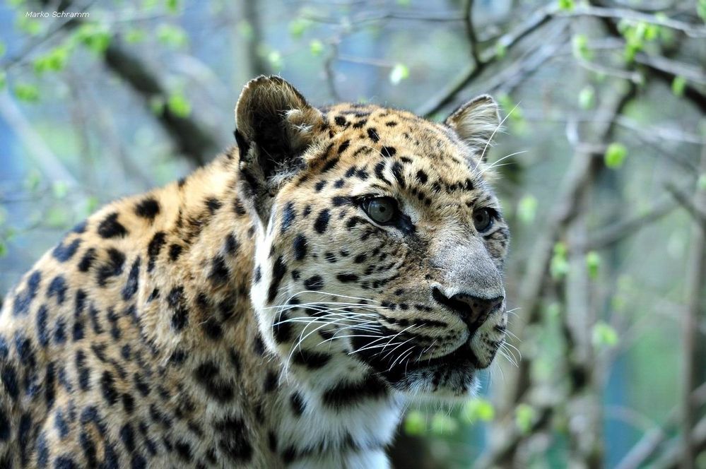 Amur-Leopard