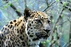 Amur-Leopard