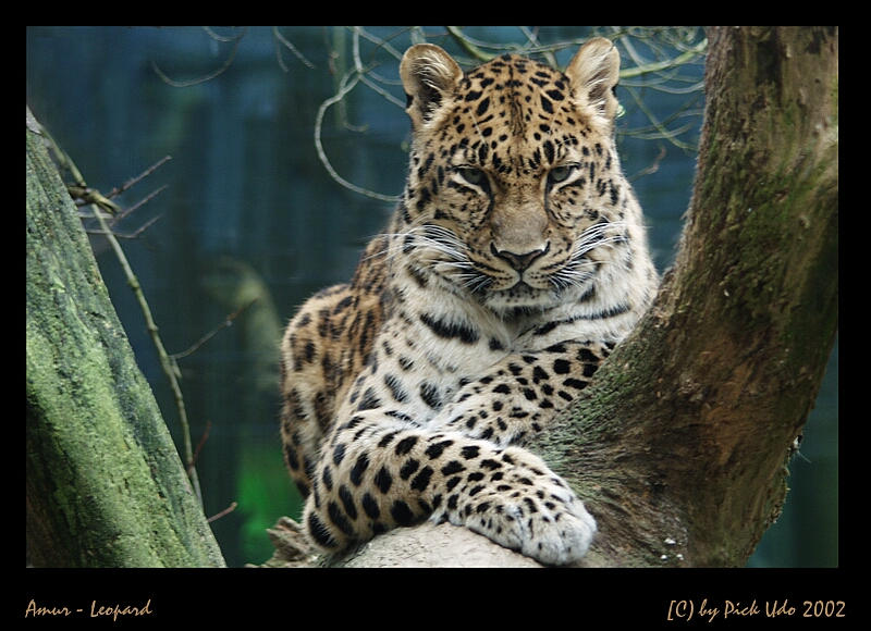 Amur-Leopard