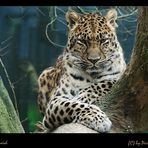Amur-Leopard