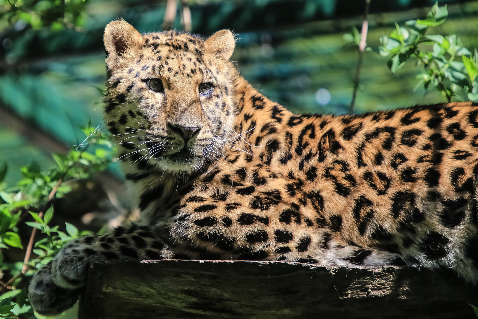 Amur Leopard Foto & Bild | tiere, zoo, wildpark & falknerei, säugetiere