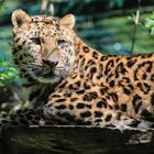 Amur Leopard