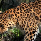 Amur Leopard