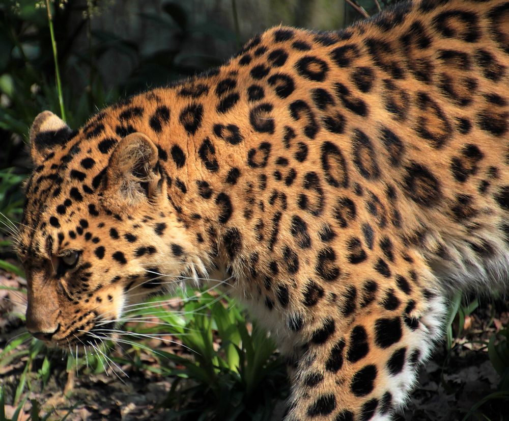 Amur Leopard