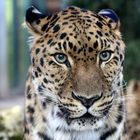 Amur Leopard