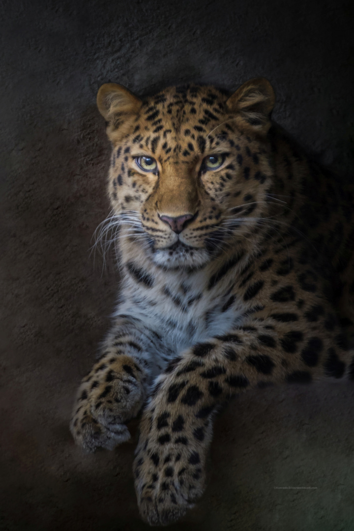 Amur-Leopard