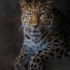 Amur-Leopard