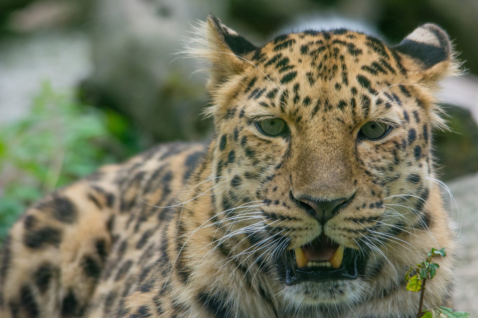 Amur Leopard II