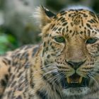 Amur Leopard II