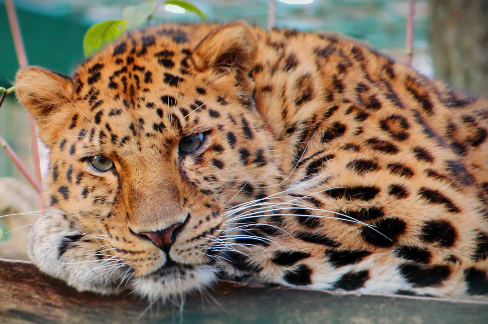 Amur-Leopard im viel zu kleinen Gehege im Zoo Dortmund