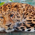 Amur-Leopard im viel zu kleinen Gehege im Zoo Dortmund