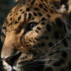 Amur-Leopard im Zoo von Augsburg