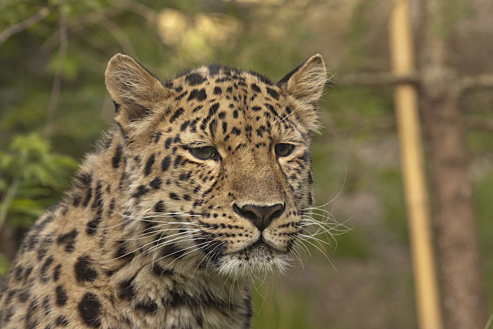 " Amur-Leopard Xembalo "