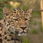 " Amur-Leopard Xembalo "