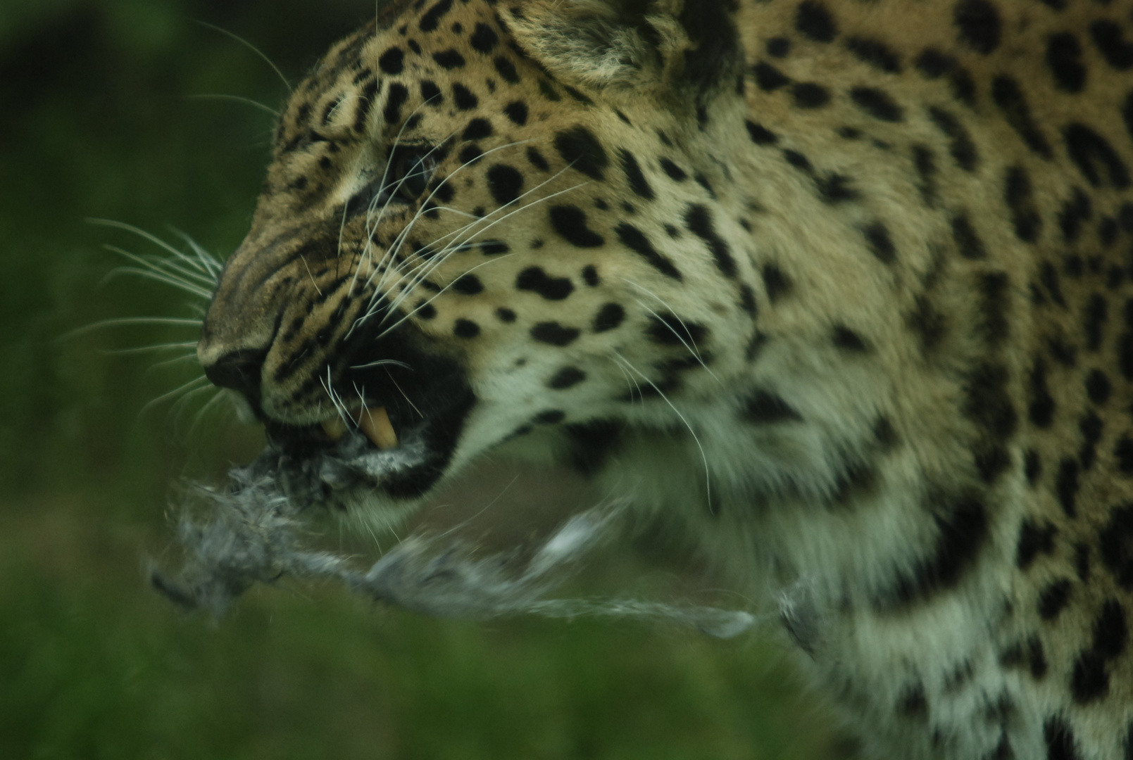 Amur-Leopard Zoo Augsburg