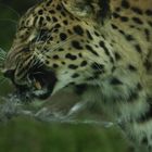 Amur-Leopard Zoo Augsburg